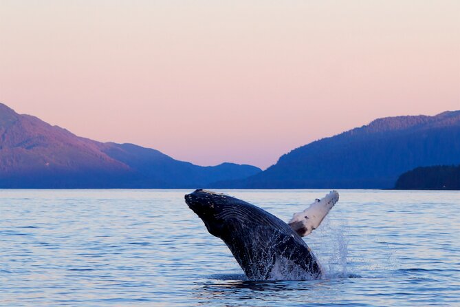 Best Whale Watching and Wildlife Shore Excursion in Sitka - Key points to know before you book