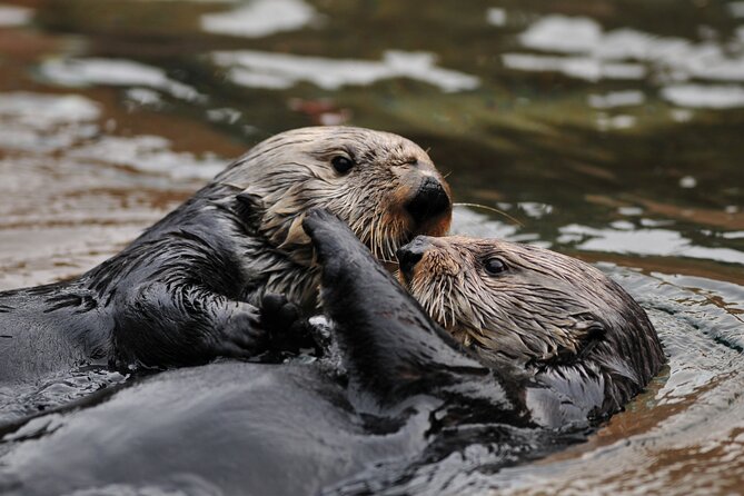 Best Whale Watching and Wildlife Shore Excursion in Sitka - The wildlife: whales, otters, sea lions, and eagles