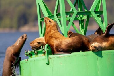 Best Whale Watching and Wildlife Shore Excursion in Sitka