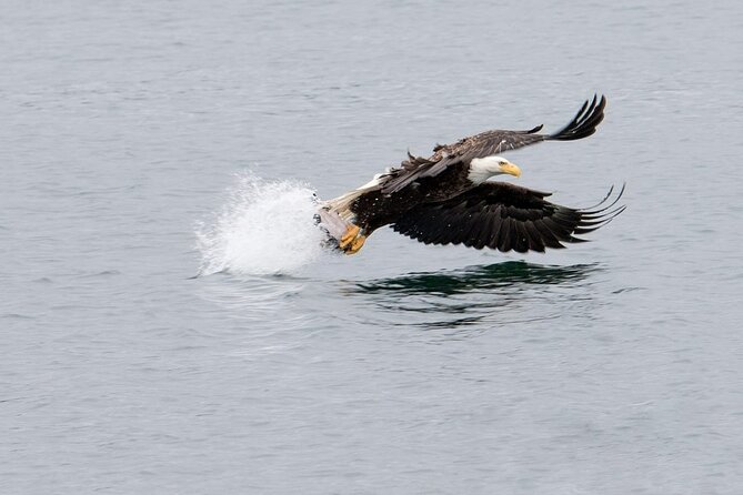 Best Whale Watching and Wildlife Shore Excursion in Sitka - Photography from the outdoor seats