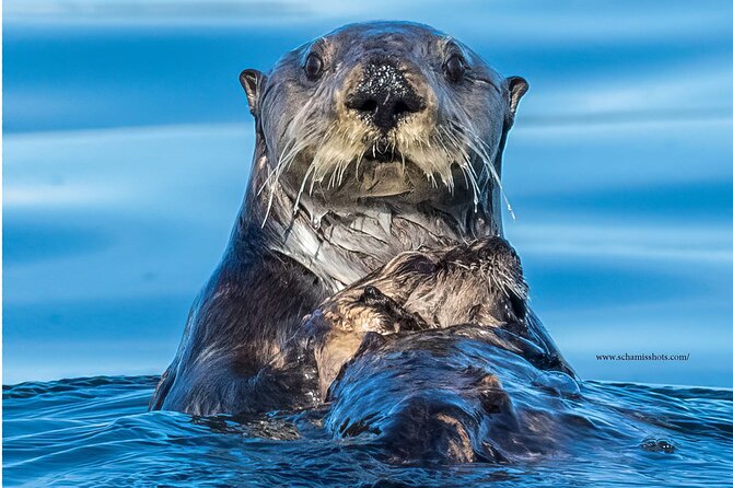 Best Whale Watching and Wildlife Shore Excursion in Sitka - Who will enjoy this Sitka whale tour most?