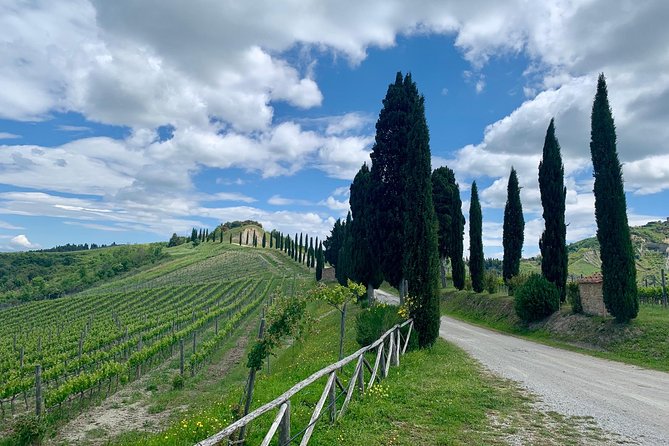 Bolgheri Wine Tour from Livorno - What the price really buys you