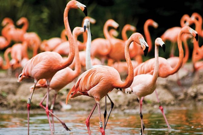 Bonaire Shore Excursion: The Bonaire Highlights Tour - Key points to know before booking