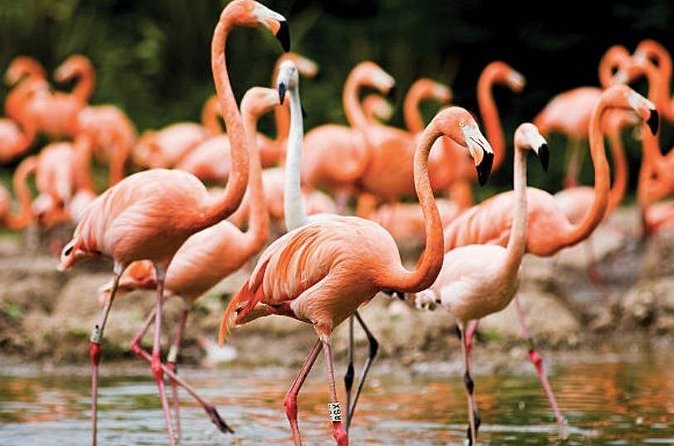 Bonaire Shore Excursion: The Bonaire Highlights Tour - Timing, port logistics, and cancellation details