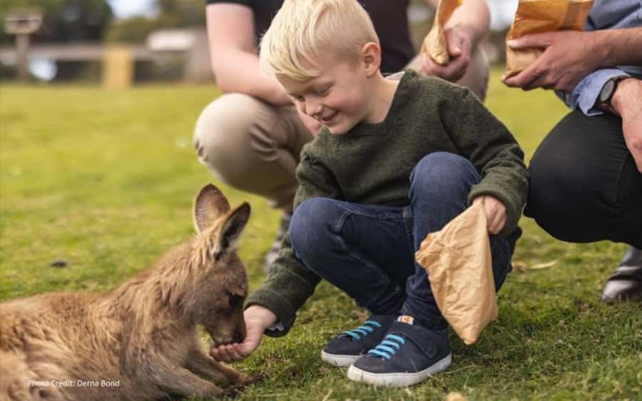 Bonorong & Richmond: Shore Excursion (Private Tour) - Why this private Hobart tour works well
