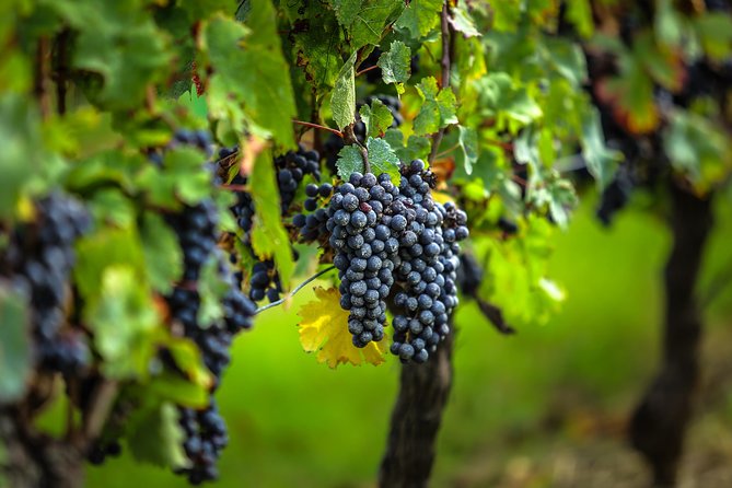 Bordeaux Cruise Port Shore Excursion: Full-Day Private Medoc Wine Tour - Lunch and free time in Pauillac