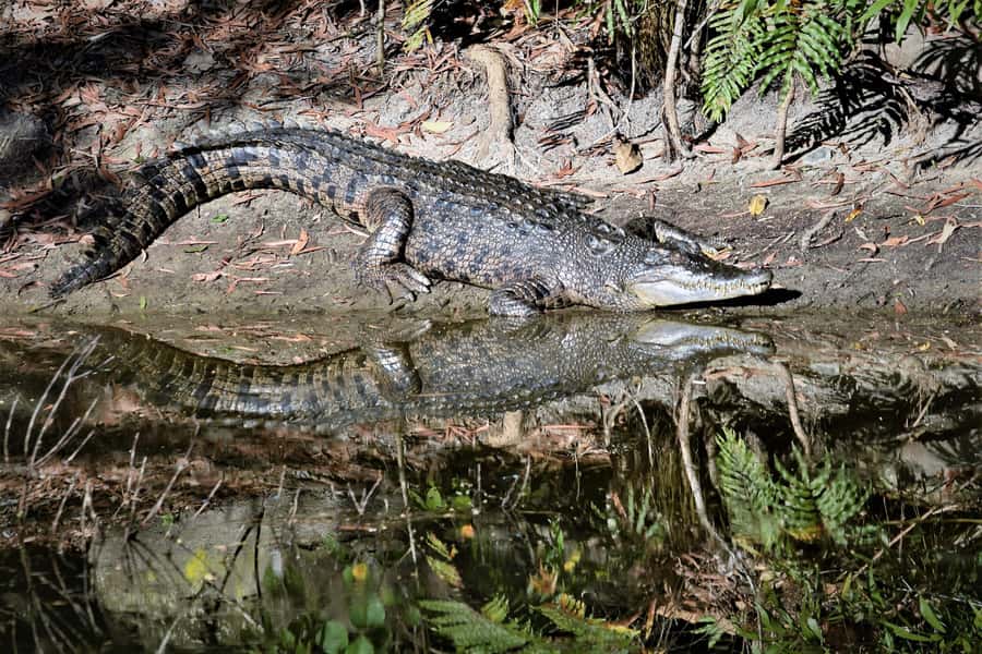 Cairns Shore Excursion: Crocodile & Wildlife Park Tour - Key points to know before you book