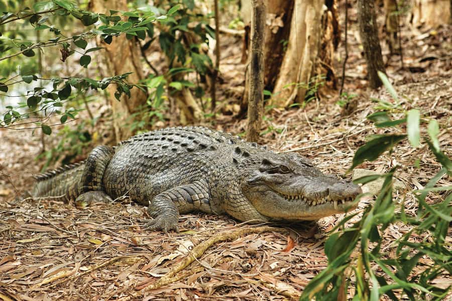 Cairns Shore Excursion: Crocodile & Wildlife Park Tour - The Wetlands Cruise and saltwater crocodiles