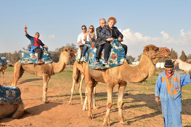 Camel riding in Agadir for Cruise ship Passengers - Meeting your dromedary at the ranch