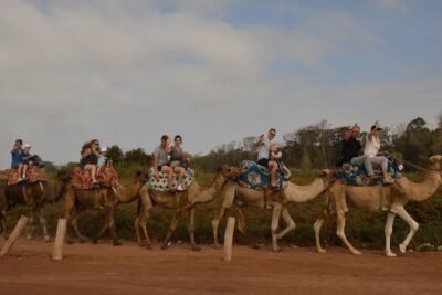 Camel riding in Agadir for Cruise ship Passengers
