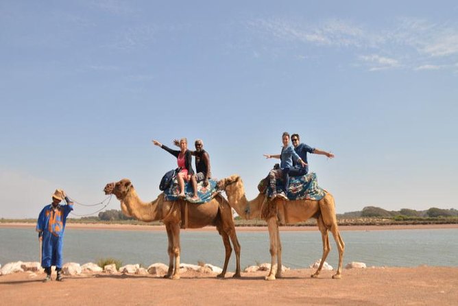 Camel riding in Agadir for Cruise ship Passengers - The Souss River stop and possible flamingos