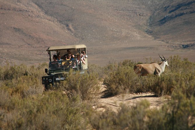 Cape Town Shore Excursion: Big Five Game Reserve from Cape Town - Touwsrivier and Aquila Private Game Reserve