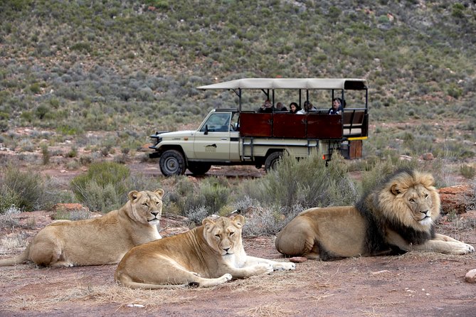 Cape Town Shore Excursion: Big Five Game Reserve from Cape Town - What Big Five viewing is really like here