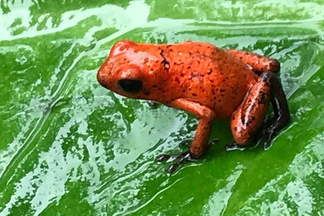 Caribbean Highlights Shore Excursion from Limon - Tortuguero Canals: The Best Part of the Day