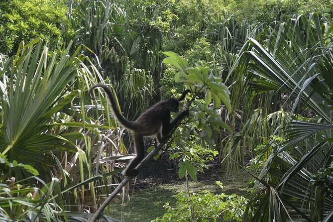 Chacchoben Mayan Ruins Tour from Costa Maya Cruise Port - What to bring and how to prepare