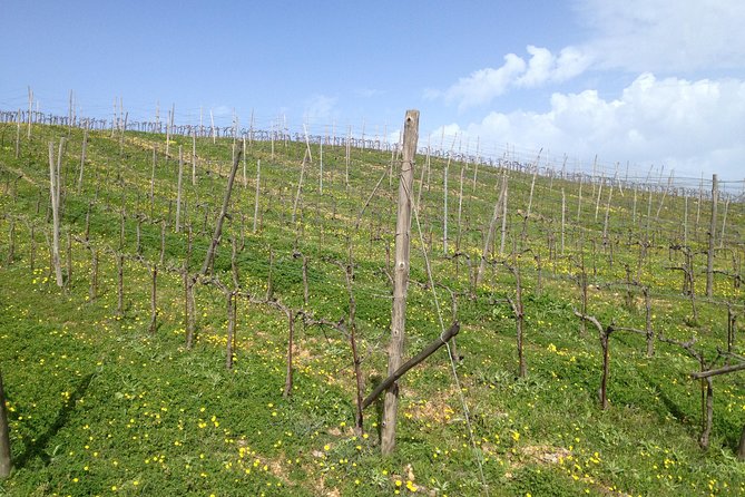 Chania Shore Excursion Off Road Vineyard and Winery Tour Half Day - Key points at a glance