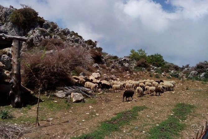 Chania Shore Excursion to the White Mountains - What the $114.28 price really covers