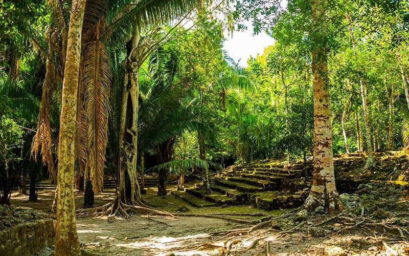 Costa Maya: Chacchoben Mayan Ruins Private Cruise Excursion - Wildlife and plants along the natural paths