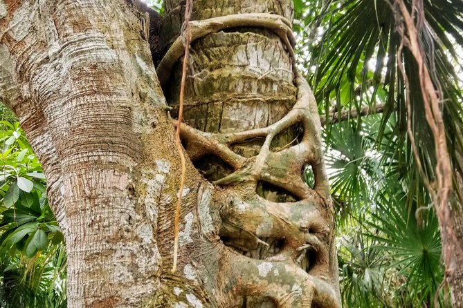 Costa Maya Shore Excursion: Chacchoben Day Trip - Wildlife, plants, and the jungle setting