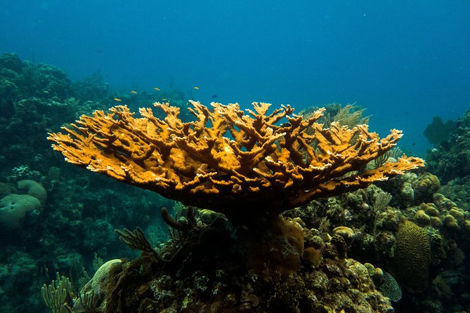 Cruise Excursion – 2 Scuba Dives with transport (for certified divers) - Key points to know before booking
