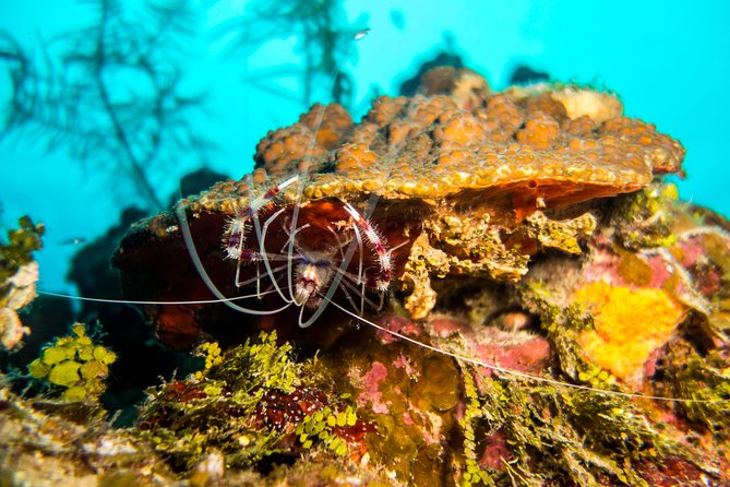 Cruise Excursion – 2 Scuba Dives with transport (for certified divers) - The 9:00 am two-tank schedule