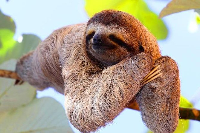 Cruise Ship Combo: Sloths, Chocolate Factory, City Tour, Beach, Private Shuttle - Meeting the guide and getting around Roatan