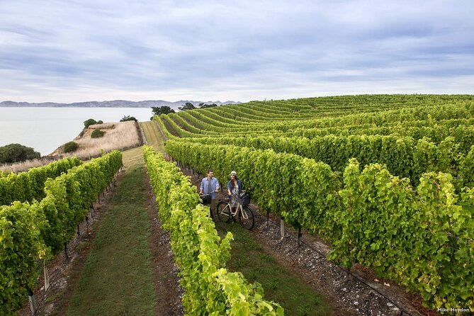 CRUISE SHIP DAY Marlborough Hop On Hop Off Wine Tours - Vineyard stops around the Marlborough valley