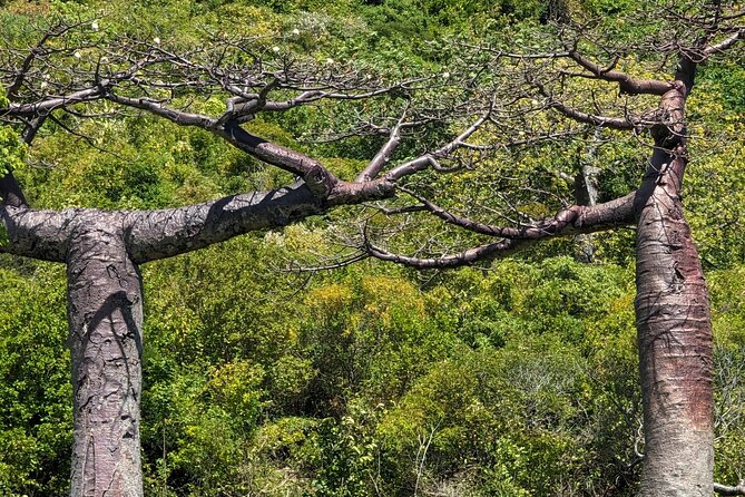 Cruise ship excursion in Antsiranana - Amber Mountain: forest, waterfalls, lemurs, and chameleons