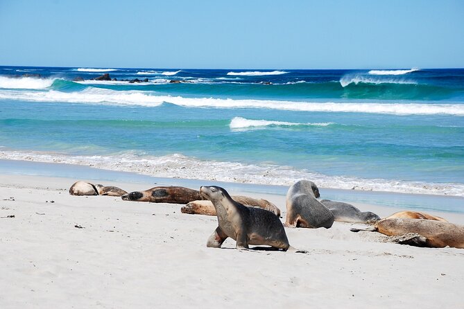 Cruise Ship Flinders Chase Tour - Seal Bay brings you close to Australian sea lions