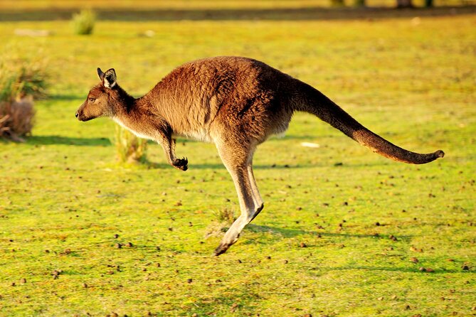 CRUISE SHIP Wildlife Tour - Key details at a glance