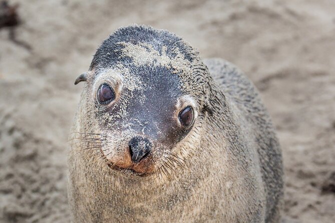 CRUISE SHIP Wildlife Tour - The price makes sense for a full port excursion