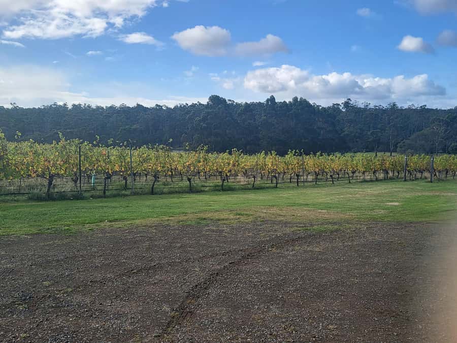 Cruise Ship - Wine Shore Excursion - Hobart - Key points at a glance