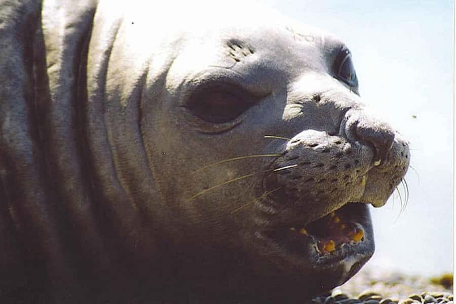 Cruise Shore Excursion Peninsula Valdes - Box Lunch Included - El Desempeño introduces the protected area