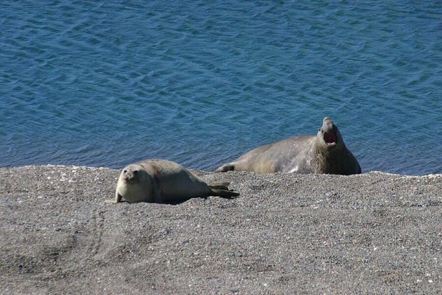 Cruise Shore Excursion Peninsula Valdes - Box Lunch Included - Caleta Valdes and the elephant seal colony