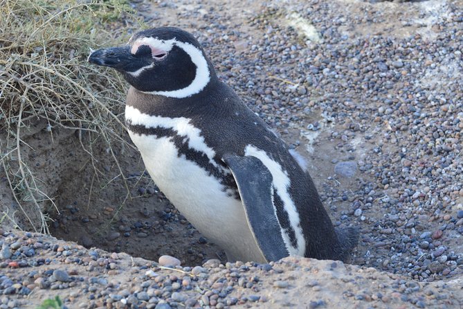 Cruise Shore Excursion Peninsula Valdes - Pto Madryn - Patagonia - Argentina - Crossing Patagonia from Puerto Madryn