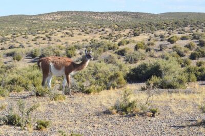 Cruise Shore Excursion Peninsula Valdes – Pto Madryn – Patagonia – Argentina