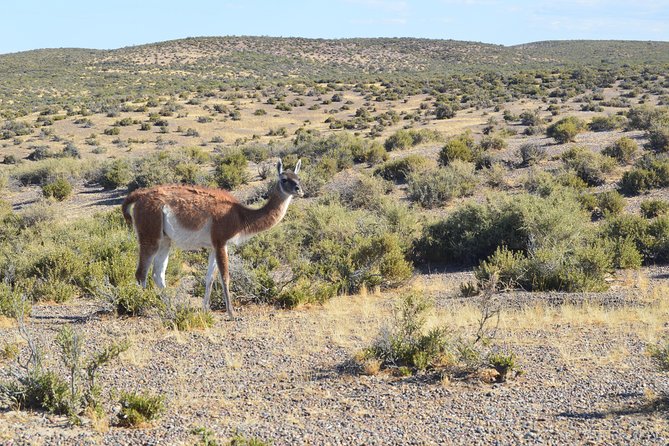 Cruise Shore Excursion Peninsula Valdes - Pto Madryn - Patagonia - Argentina - Caleta Valdes and the elephant seal colony