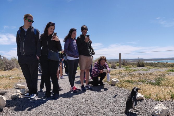 Cruise Shore Excursion Punta Tombo with Boxlunch from Pto Madryn - Key points at a glance