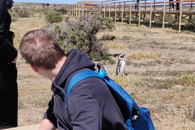 Cruise Shore Excursion Punta Tombo with Boxlunch from Pto Madryn - Should you book it?