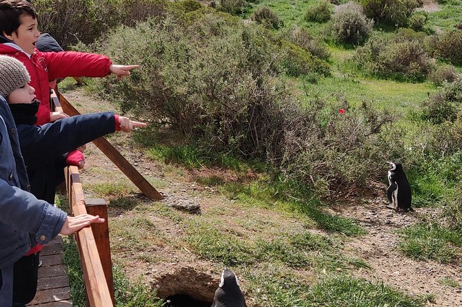 Cruise Shore Excursion Punta Tombo with Boxlunch from Pto Madryn - Why timing changes the penguin experience