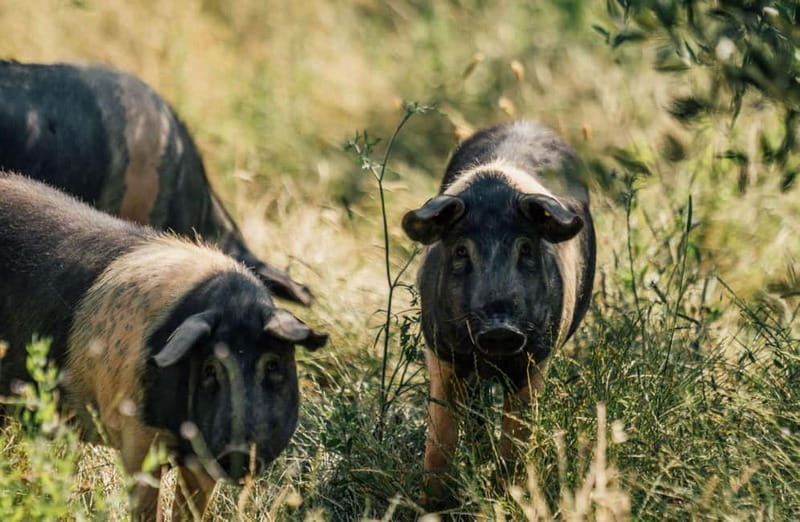 Cured Meat & Olive Oil Tasting & Visit near Pisa & Livorno - Key points to know before you go
