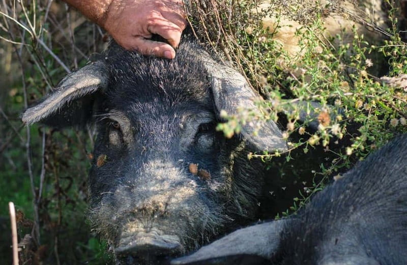 Cured Meat & Olive Oil Tasting & Visit near Pisa & Livorno - Why this small Tuscan food visit works