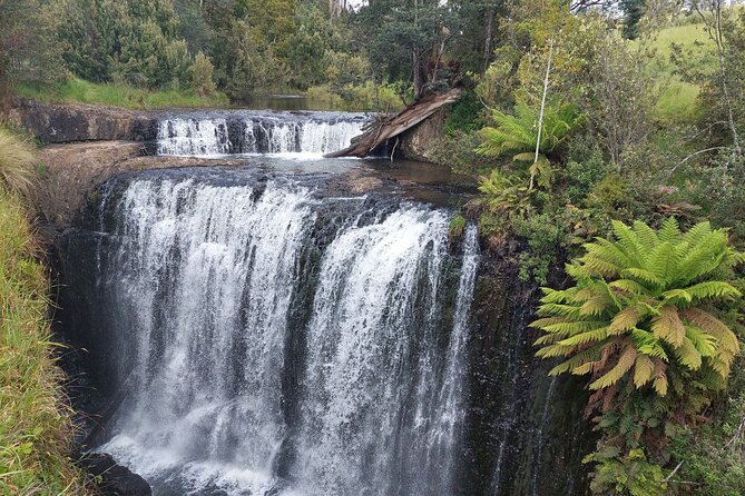 Discovering Tasmania: Burnie Shore Excursion - Is $143.45 good value?