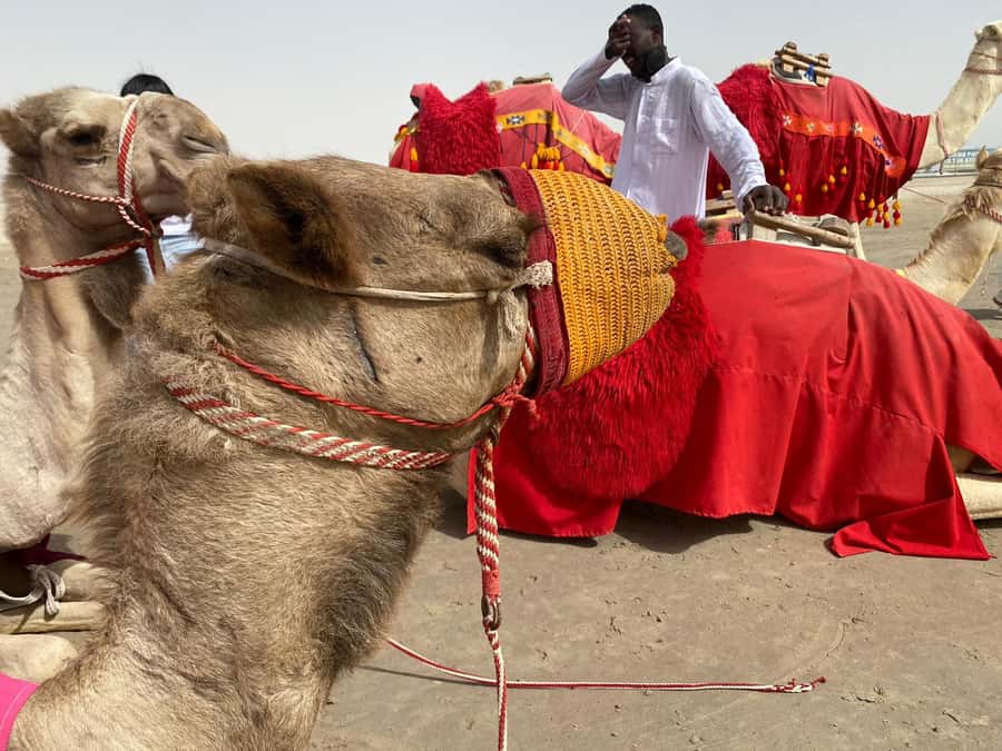 Doha: Desert safari + FREE camel ride from CRUISE TERMINAL - A practical desert trip from Doha’s port