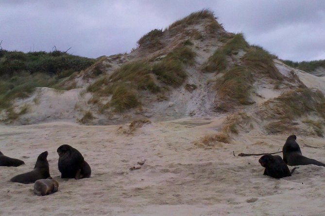 Dunedin Shore Excursion: Small-Group Tour of Dunedin and the Otago Peninsula - Key points to know before booking