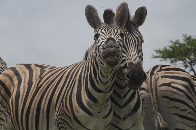 Durban Shore Excursion: Private Small Group Tala Game Reserve - Key points to know before you book
