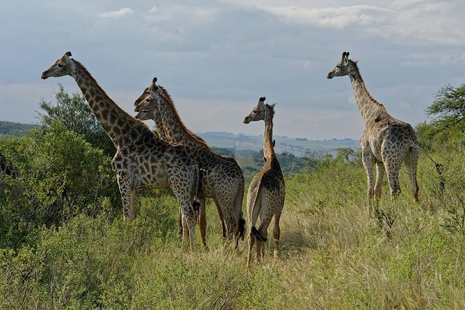 Durban Shore Excursion: Private Small Group Tala Game Reserve - Tala Game Reserve: 3,000 hectares of bush and wetlands