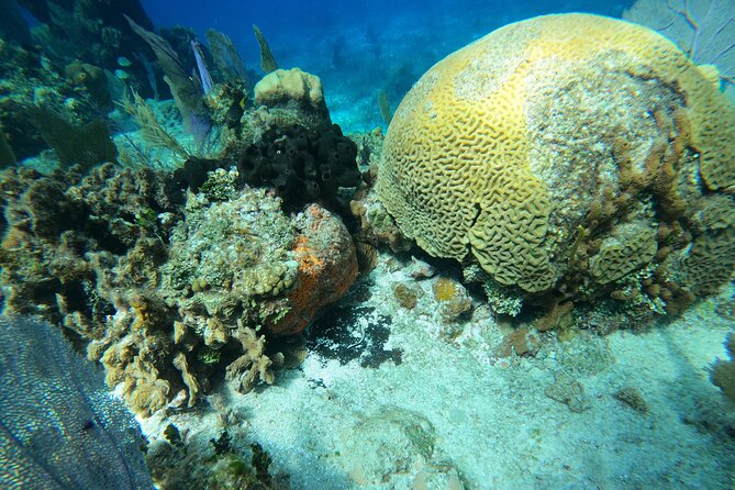 El Cielo and Snorkeling for Cruise Ship Passengers - Key points to know before booking