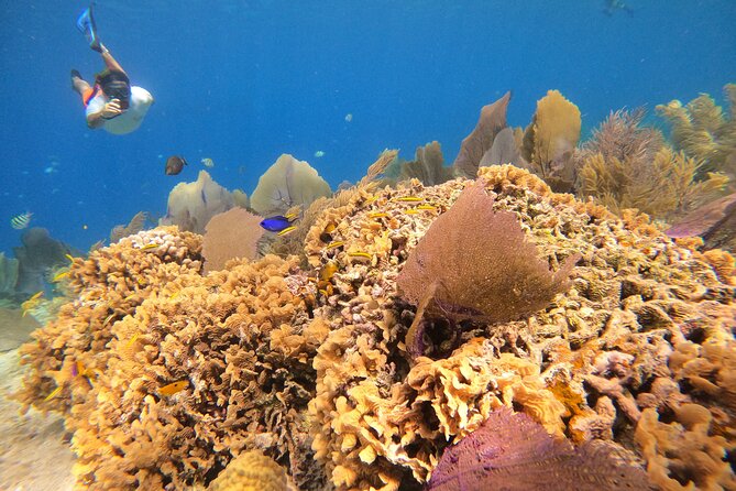 El Cielo and Snorkeling for Cruise Ship Passengers - Why El Cielo works so well for a short Cozumel outing