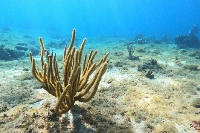 El Cielo and Snorkeling for Cruise Ship Passengers - El Cielito adds food, drinks, and a pause